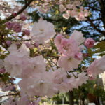 銀座の桜