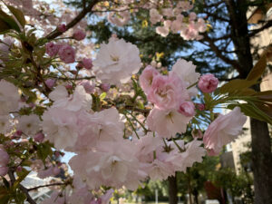 銀座の桜