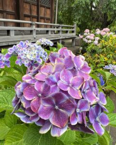 天王寺谷中霊園の紫陽花